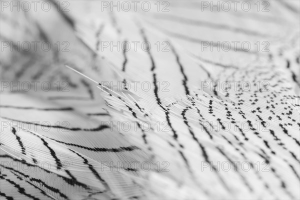 Close up white feathers with dark lines