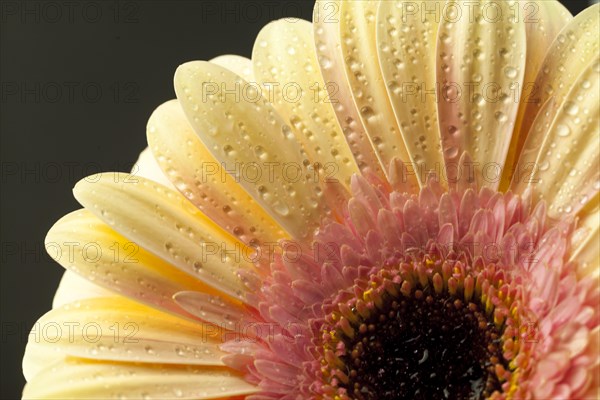 Closeup white flower