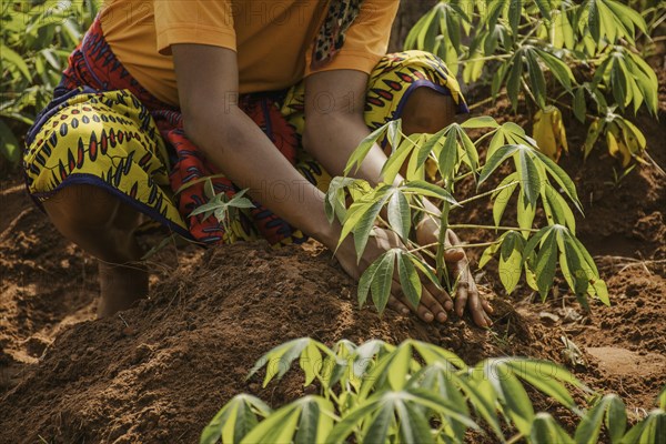 Countryside worker planting out field