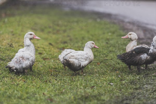 Ducks standing green lawn