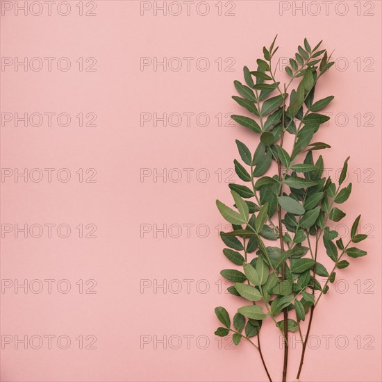 Floral background with wildflower leaves