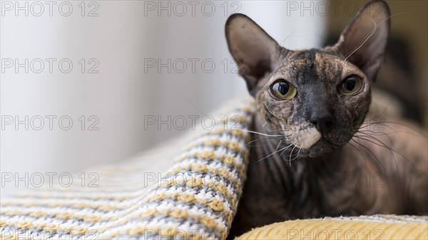 Front view beautiful cat concept