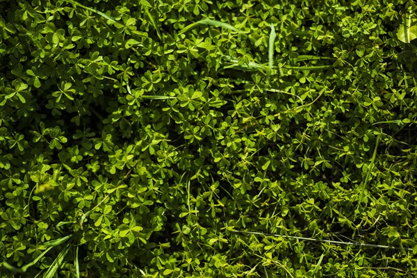 Full frame green bermuda buttercup leaves