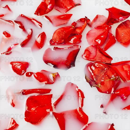 Full frame shot red flower petals floating water