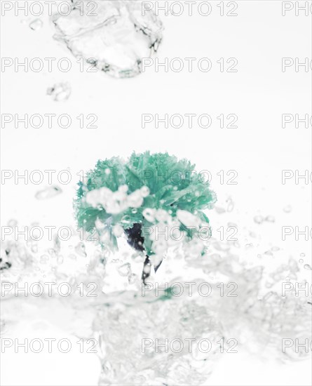 Green carnation falling into water