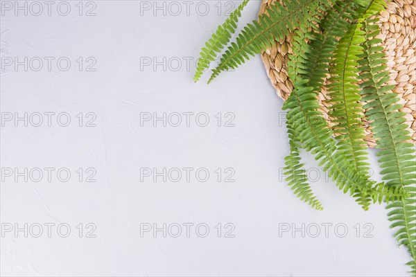 Green fern leaves white table