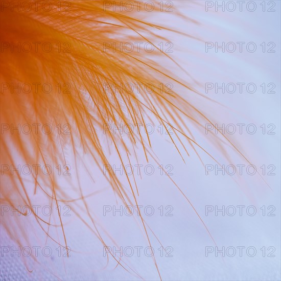 Many abstract orange fibers top quill