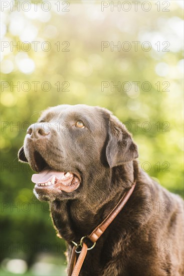 Portrait dog with mouth open