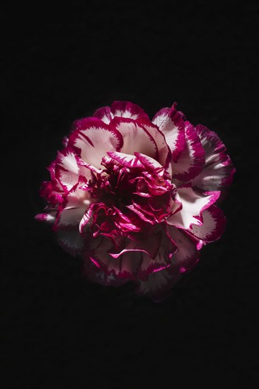 Pretty carnation black