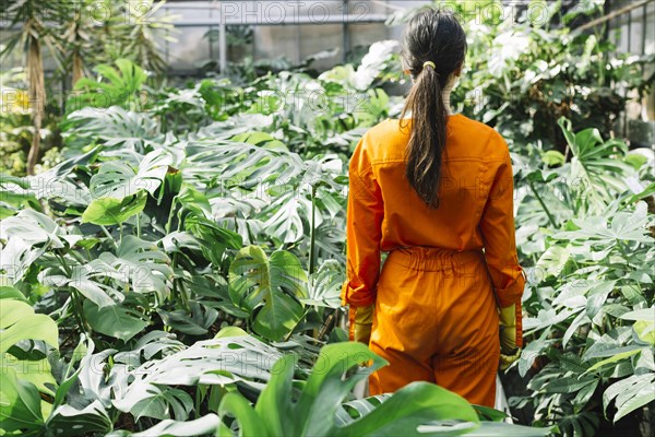 Rear view female gardener workwear standing greenhouse