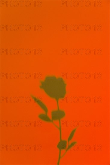 Rose shadow orange background