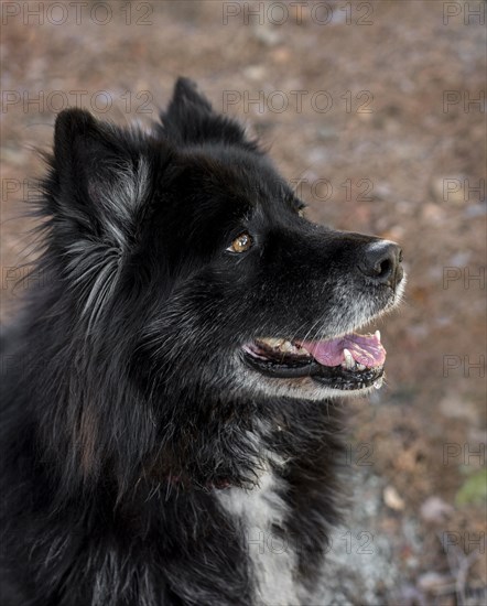 Smiley beautiful dog outdoors