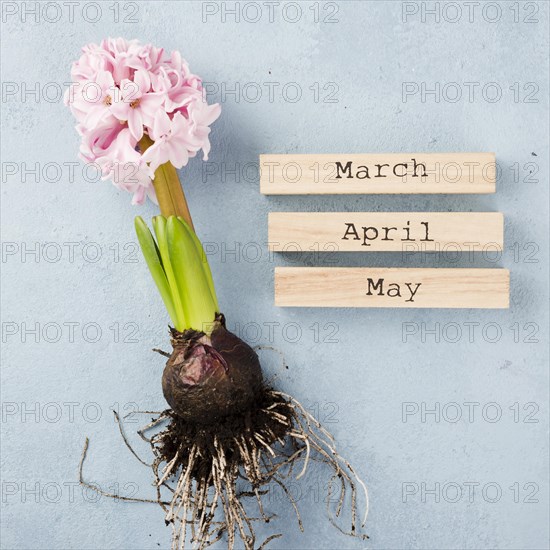 Spring months tags with hyacinth root