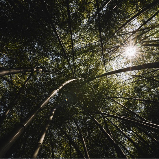 Sunshine through huge tree