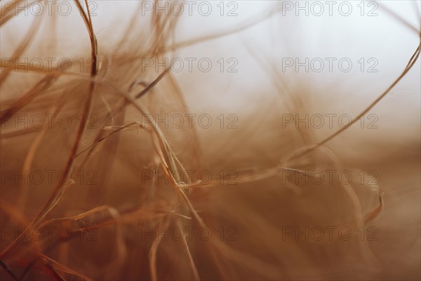 Texture waving brown fibers