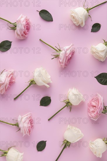 Top view blooming roses 2