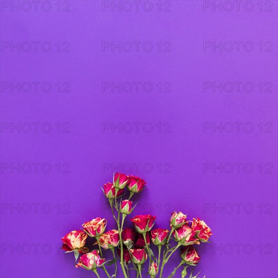 Top view bouquet carnation flowers violet copy space background