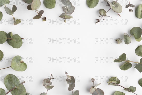 Top view frame leaves