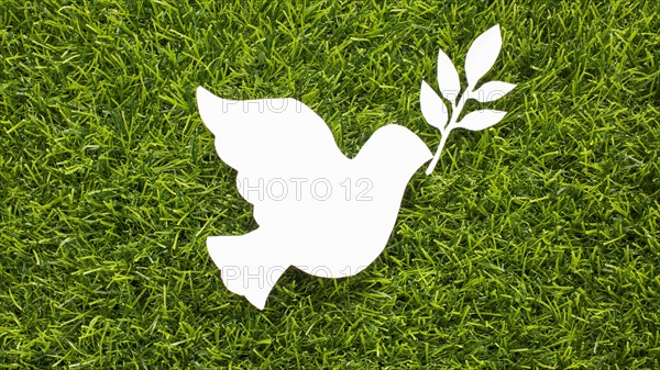 Top view paper dove grass