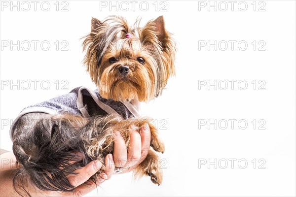 Yorkshire terrier sitting person s hand