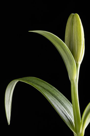 Beautiful macro flower isolated black 2