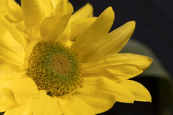 Beautiful macro yellow flower
