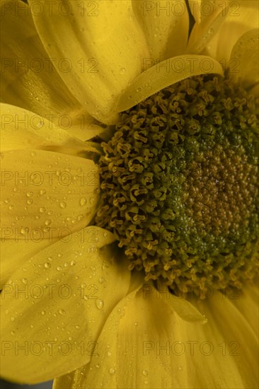 Beautiful macro yellow flower 2