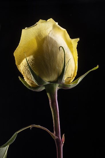 Beautiful macro yellow rose 3