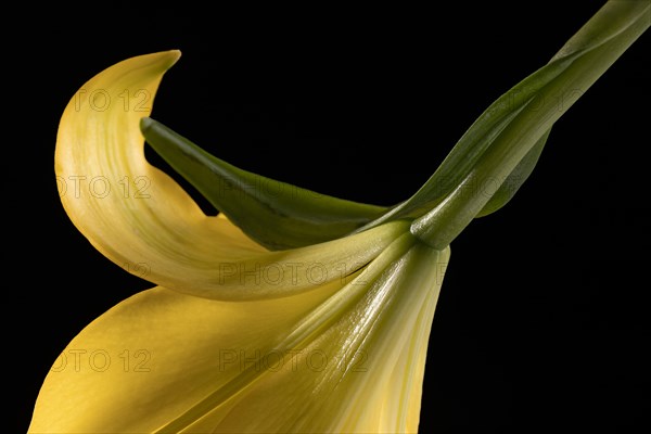 Beautiful yellow macro lily flower