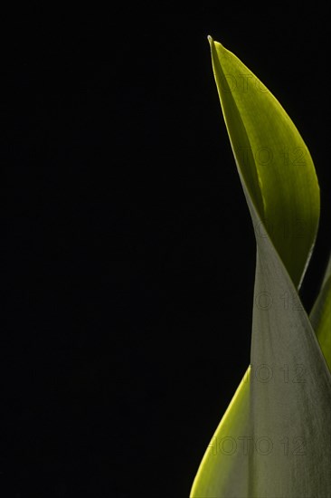 Close up beautiful green leaf