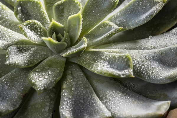 Close up beautiful green plant 2