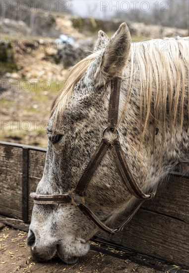 Close up beautiful horse eating