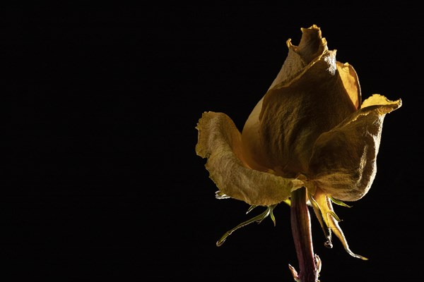 Close up beautiful yellow rose 3