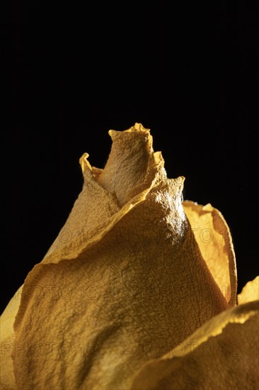 Close up beautiful yellow rose 4