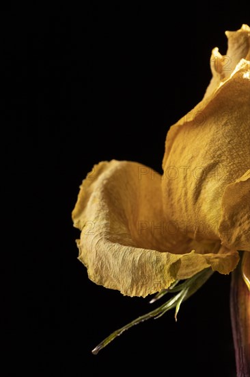 Close up beautiful yellow rose 10