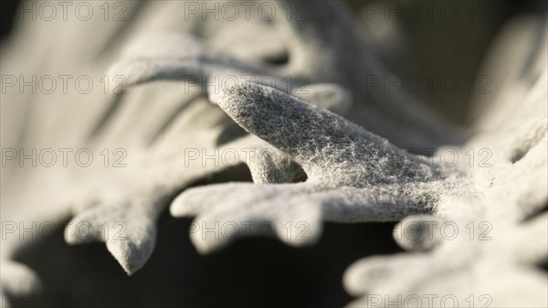 Close up coral organic background