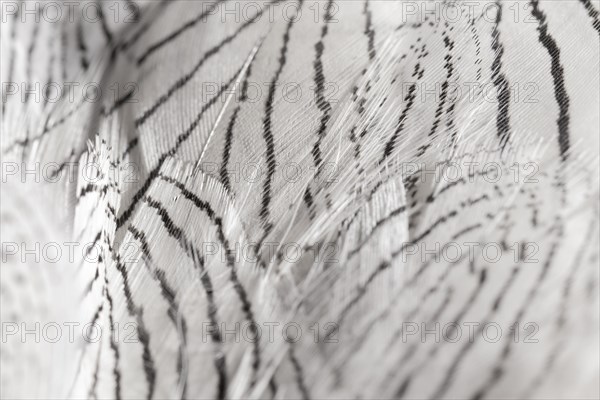 Close up feathers with black lines