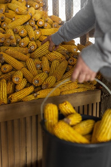 Close up hand holding corn corb