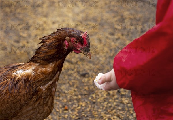 Close up kid holding chicken food