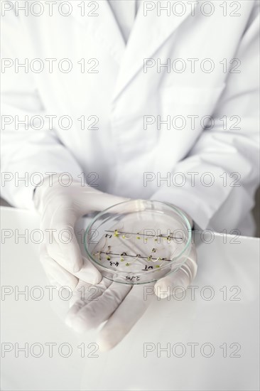 Close up scientist holding petri dish with plant
