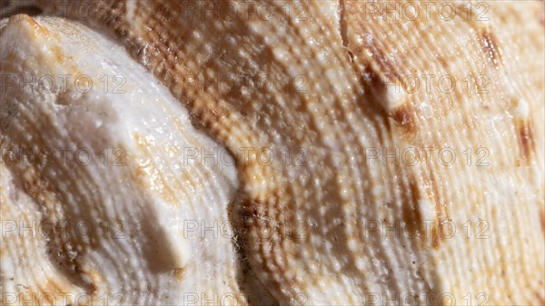 Close up shell organic background