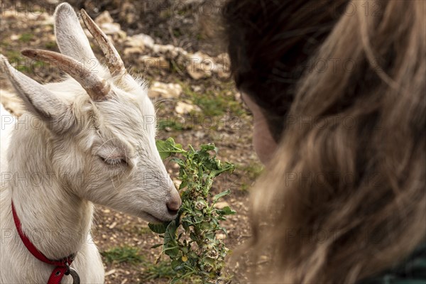 Close up woman cute goat