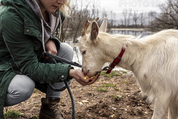 Close up woman cute goat outdoors