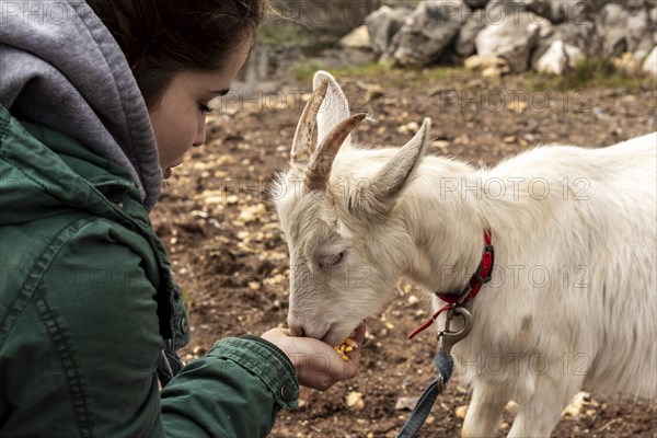 Close up woman feeding goat