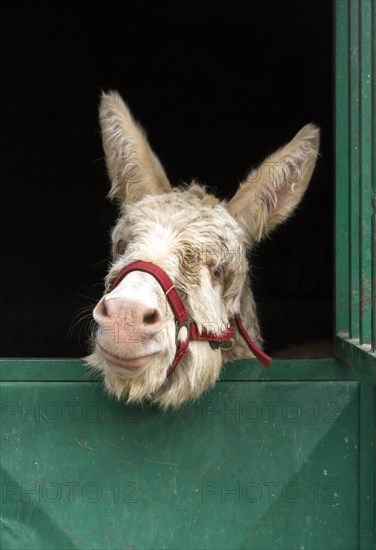 Cute donkey stable country lifestyle