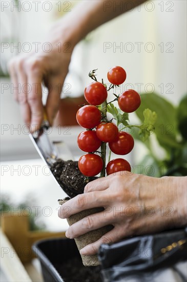 Side view woman planting tomatoes with trowel