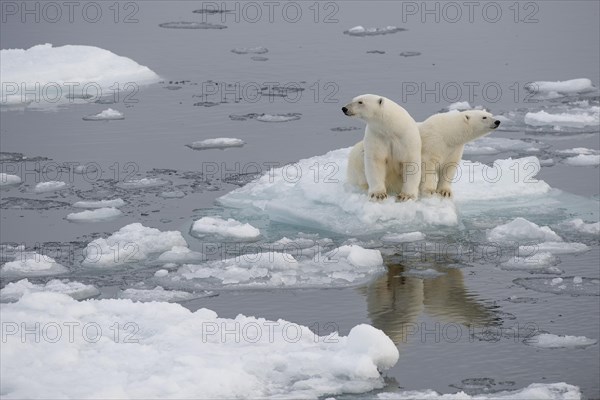 Polar bears