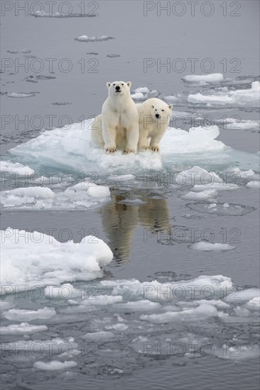 Polar bears