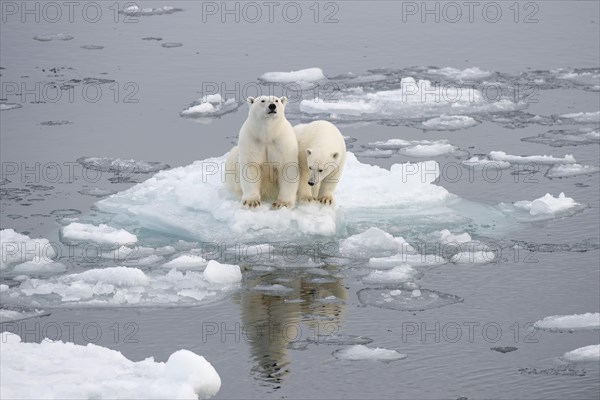 Polar bears