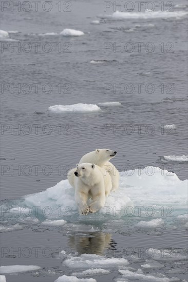 Polar bears